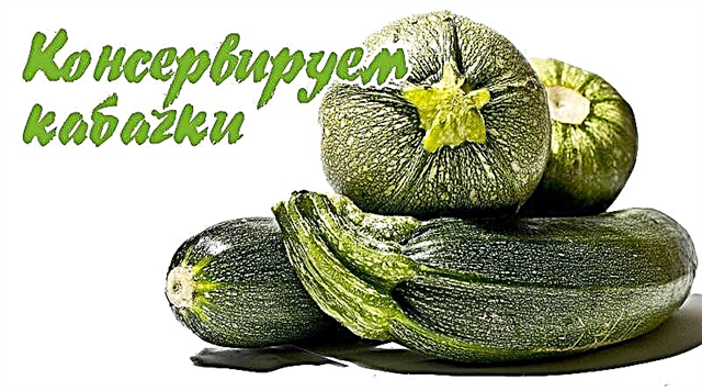 Giunsa mapadayon ang zucchini alang sa tingtugnaw - 3 nga lakang nga mga resipe