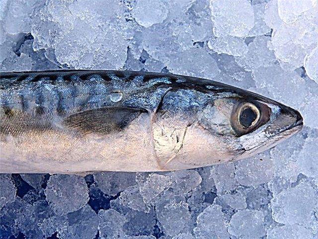 အိမ်မှာ mackerel ဆားဘယ်လိုအရသာနဲ့အစာရှောင်ခြင်း