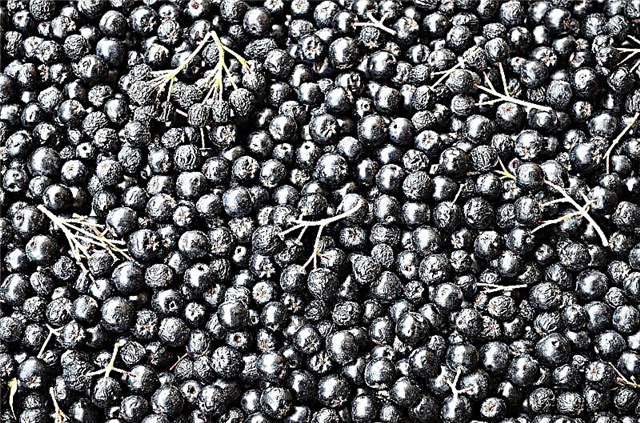 Blackberry an Apfelkompott Rezepter fir de Wanter