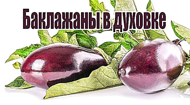 Quomodo ad coquendum eggplant in clibano