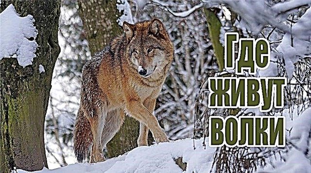 Da li je vuk strašna zvijer ili životinja koja izračunava?