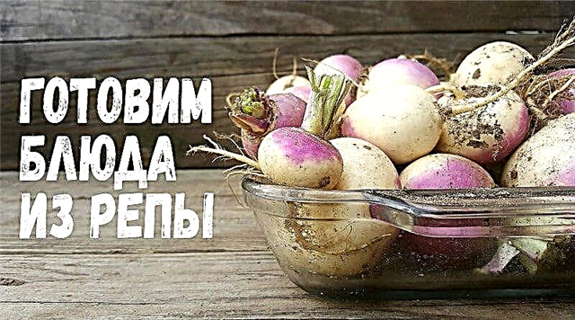 អ្វីដែលអាចត្រូវបានចម្អិនពី turnips ដើម្បីធ្វើឱ្យវាហ៊ាន
