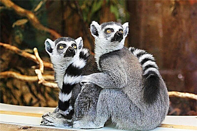តើ lemurs រស់នៅទីណា