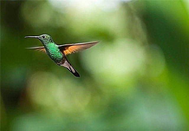 Ubi hummingbirds vivere?