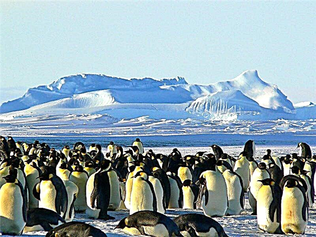 Wou wunnen Äisbieren a Pinguine?