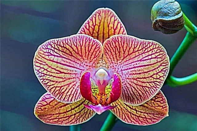 Phalaenopsis orchid - yuav tu li cas hauv tsev