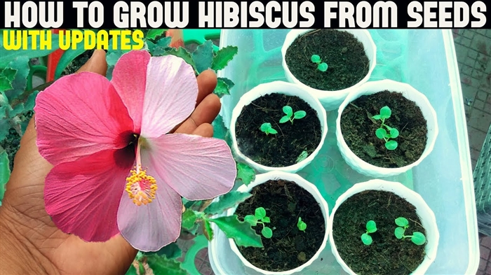 Variëteite van pienk hibiskus. Eienskappe van voortplanting en blomversorging