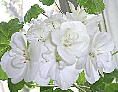 Ljepota bijelog pelargonija: kako se pravilno brinuti za njega kako biste dobili raskošno cvijeće?