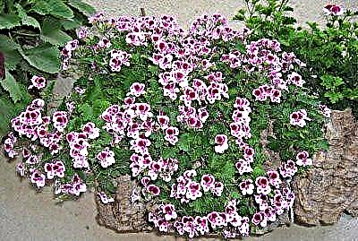 Charming Angel geranium - mga tampok sa pangangalaga at pagpaparami