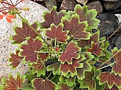 ລັກສະນະການປູກແລະການດູແລຂອງ pelargonium variegated