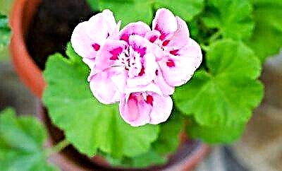 ស្វែងយល់ថាតើ pelargonium និង geranium ខុសគ្នាយ៉ាងដូចម្តេច? តើមានប្រភេទនិងពូជអ្វីខ្លះ?
