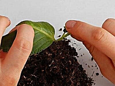 Si të rritet gloxinia nga një gjethe?