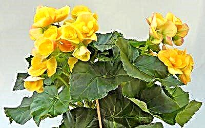 Rregullat për kujdesin për begonia të verdhë: të gjitha nuancat e rritjes së saj në shtëpi dhe në fushë të hapur