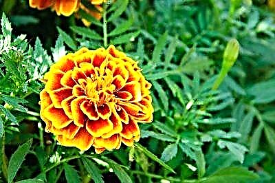 Cilat janë vetitë medicinale të marigolds dhe kundërindikacionet për përdorim? Një shembull i trajtimit të luleve në foto