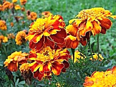 ການປູກທີ່ຖືກຕ້ອງແລະການດູແລຮັກສາ marigolds ຢູ່ນອກ
