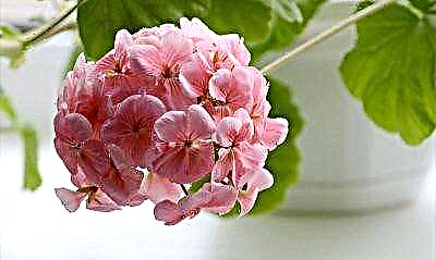 Fugalaʻau Pelargonium - tausiga ile fale mo tagata amata. Vaega o le tuiina ma ono faʻafitauli ma le laʻau
