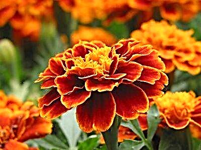 Fitur marigolds sing tuwuh ing pot utawa kothak ing omah. Tips perawatan kembang lan resep kecantikan sing sehat