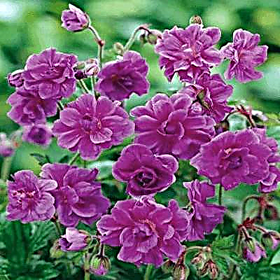 I-Himalayan geranium 