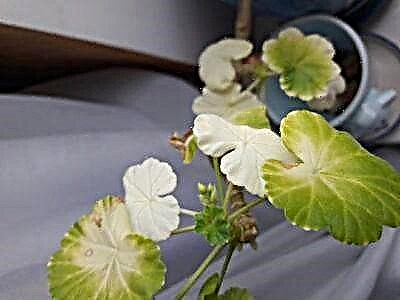 Хэрэв таны geranium навч цагаан болвол яагаад ийм зүйл тохиолдож, ургамалд хэрхэн туслахыг олж мэдье