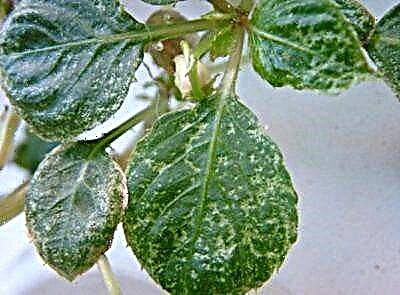 بیماریوں اور بیلسم کے کیڑوں. پودے کا علاج کیسے کریں؟