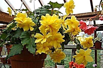Savjeti za uzgoj i njegu žute pelargonije. Cvjetna fotografija