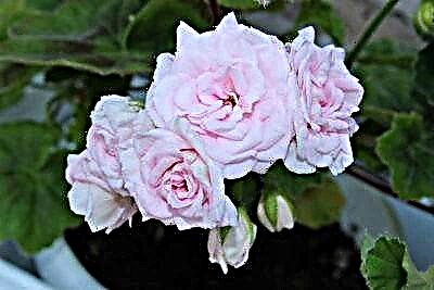 Kyakkyawan pelargonium Lady Gertrude: siffofin kulawa, dasa shuki da haifuwa