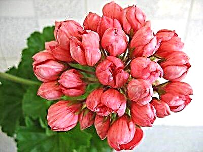 ຄໍາແນະນໍາກ່ຽວກັບການປູກແລະດູແລຮັກສາ pelargonium Patricia Andrea's ຈາກຊາວສວນທີ່ມີປະສົບການ