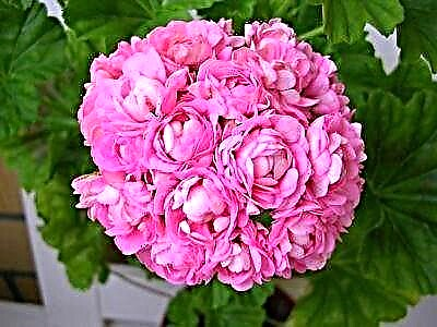 පළපුරුදු Gardeners වෙතින් Anita pelargonium වැඩීම සඳහා උපදෙස්. මලෙහි ඡායාරූපය සහ විස්තරය