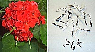 Hemî derheqê tovên pelargonium: meriv çawa gav bi gav li malê diçîne û mezin dibe?