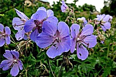 Зуны зуслангийн ойн geranium-ийн даруухан чимэглэл: тарих, арчлах зөвлөгөө