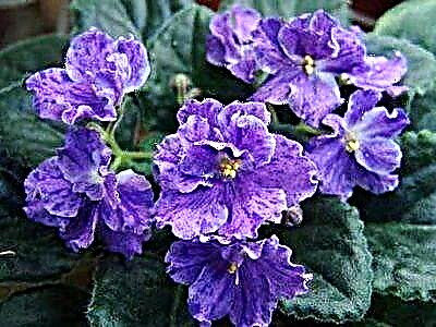 Xaiv cov tswv yim los ntawm Evgeny Arkhipov: violets 