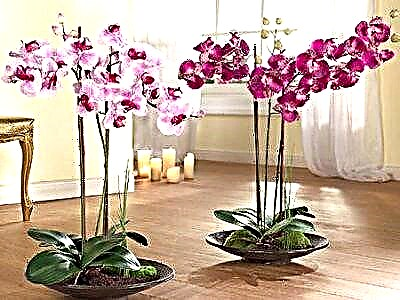 Гүлдөө учурунда орхидеяны кантип сугаруу керек - багбандар үчүн эрежелер