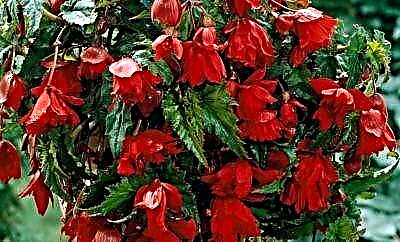 Ampelous begonias- ի աճեցում և վերարտադրություն `հատումներ և սերմեր օգտագործելով: Խնամքի խորհուրդներ