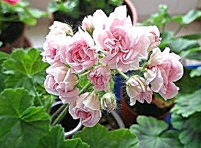 Pelargonium Milfield Rose li jiffjorixxi b'mod sabiħ b'karattru kapriċċjuż