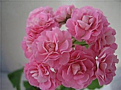 Deskripsi eksternal lan fitur ngrawat pelargonium Australia Pink Rosebud