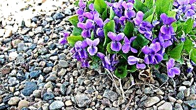 Katrangan lan foto alas violet kembang. Tips ahli tuwuh lan ngresiki