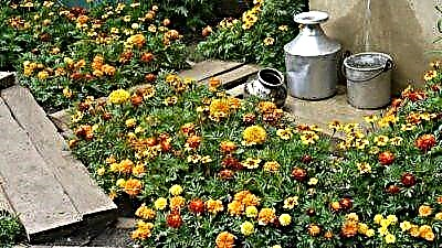 Deskripsi macem-macem marigolds sing tuwuh sithik: foto. Tips kanggo perawatan sing tepat