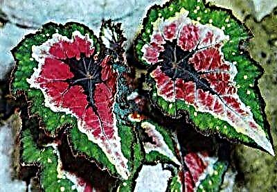 Hoe kan u tuisversorging vir koninklike begonia organiseer? Hoe lyk die plant op die foto?