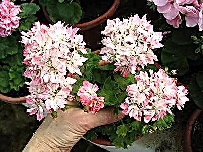 Tips kanggo tuwuh lan ngrawat Star Pelargonium. Foto kembang