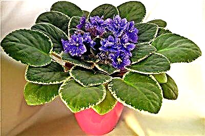 Rooting kembang godhong utawa carane tuwuh violet ing pot saka wiji?