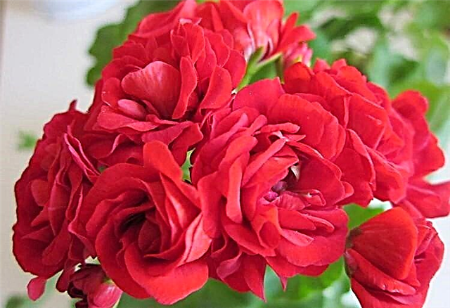 សម្រស់ភ្លឺថ្លា Pelargonium rosebudnaya: ច្បាប់នៃការថែរក្សានិងពូជដែលពេញនិយមបំផុតជាមួយនឹងការពិពណ៌នានិងរូបថត