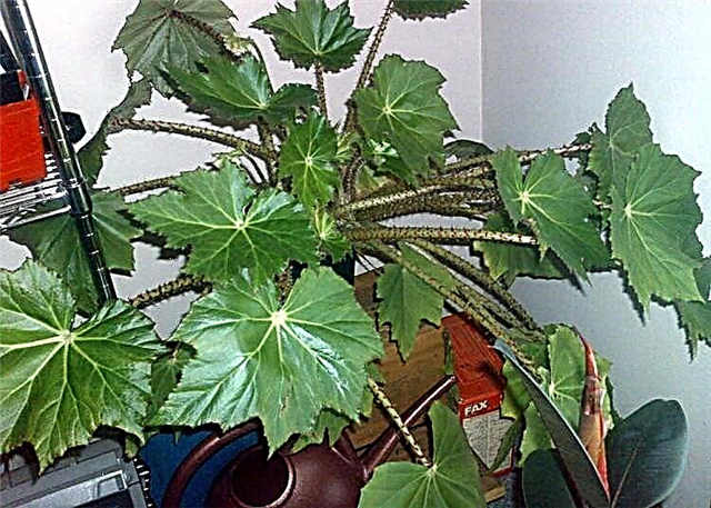 Ano ang isang homeplant begonia hogweed at anong pangangalaga ang kinakailangan nito?