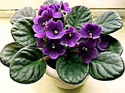 Leer die wonderlike soorte viooltjies van S. Repkina ken: beskrywing en foto van 