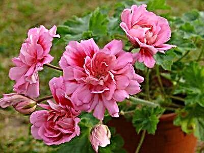 Pelargonium Rose Zonartic barietatea zaindu eta lantzeko aholkuak