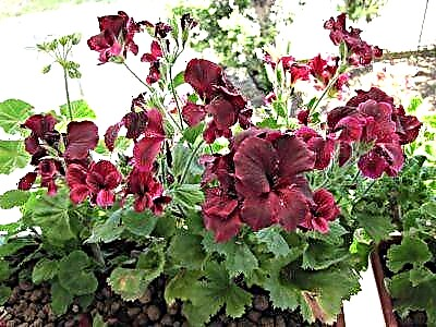 အိမ်၌ Royal pelargonium ကိုကြည့်ရှုစောင့်ရှောက်ခြင်းအတွက်စည်းကမ်းများ - ကျန်းမာသောပန်းပွင့်များ၏ဓာတ်ပုံ