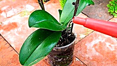 Pregled načina zalijevanja orhideja. Šta mogu biti greške i kako ih spriječiti?