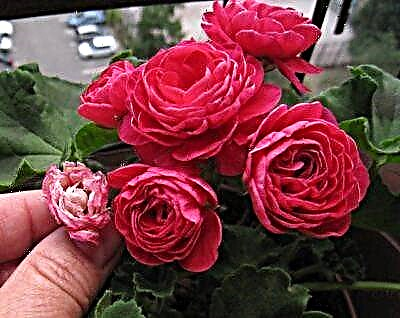Descrición externa PAK Viva Rosita Pelargonium, consellos para cultivar e coidar. Foto de flor