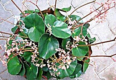 Beschreiwung an nëtzlech Eegeschafte vum Hausplanant Begonia Fista. Planzung an Fleeg Tipps, Blummenfoto