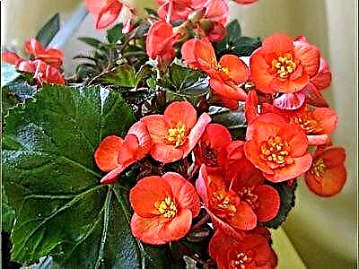 Гэртээ begonia-г шороогоор үржүүлэх талаар цэцэгчин зөвлөмжүүд