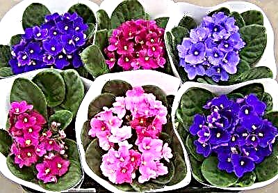ការពិពណ៌នាអំពីពូជនៃ violets ដែលមានឈ្មោះរបស់អ្នកបង្កាត់ពូជដែលចិញ្ចឹមពួកគេ: Dzhus Adeline, Apple Garden, Snow White និងផ្សេងទៀត។ រូបថត​មួយ​សន្លឹក